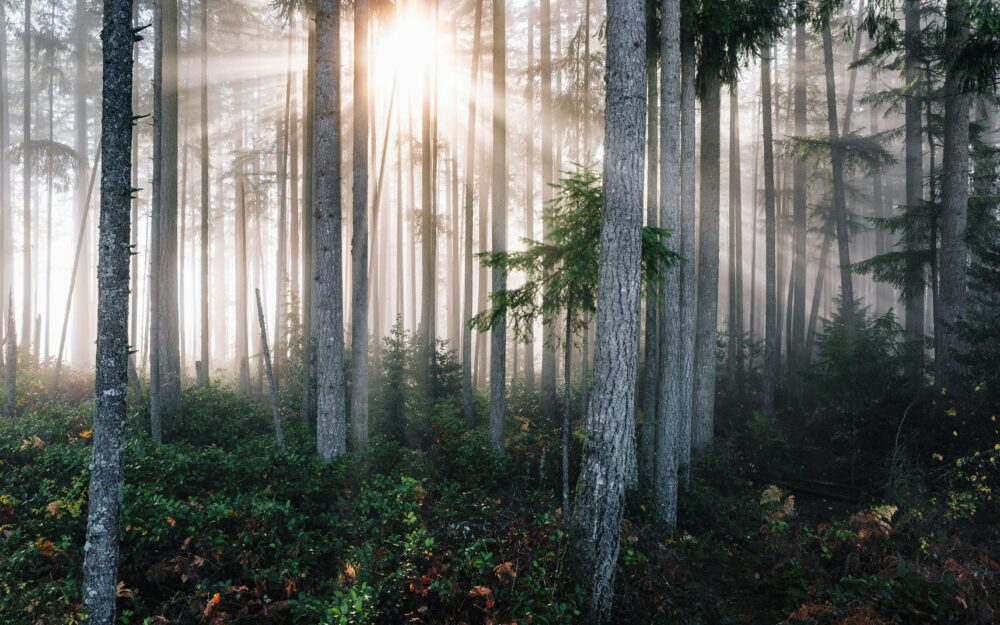 I went out for a morning walk and stumbled upon this lovely scene in the neighborhood. Issaquah, WA